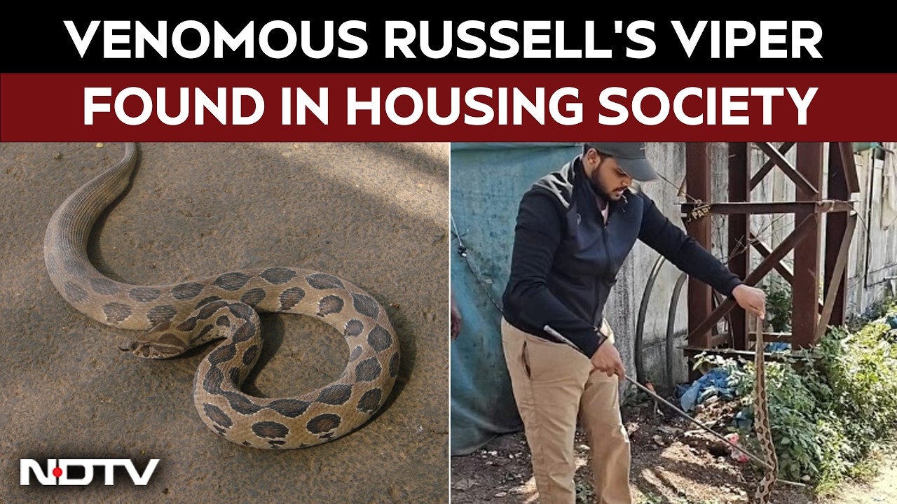 Mumbai Viral Video | Venomous Russell's Viper Found In Mumbai's Mira Road Housing Society