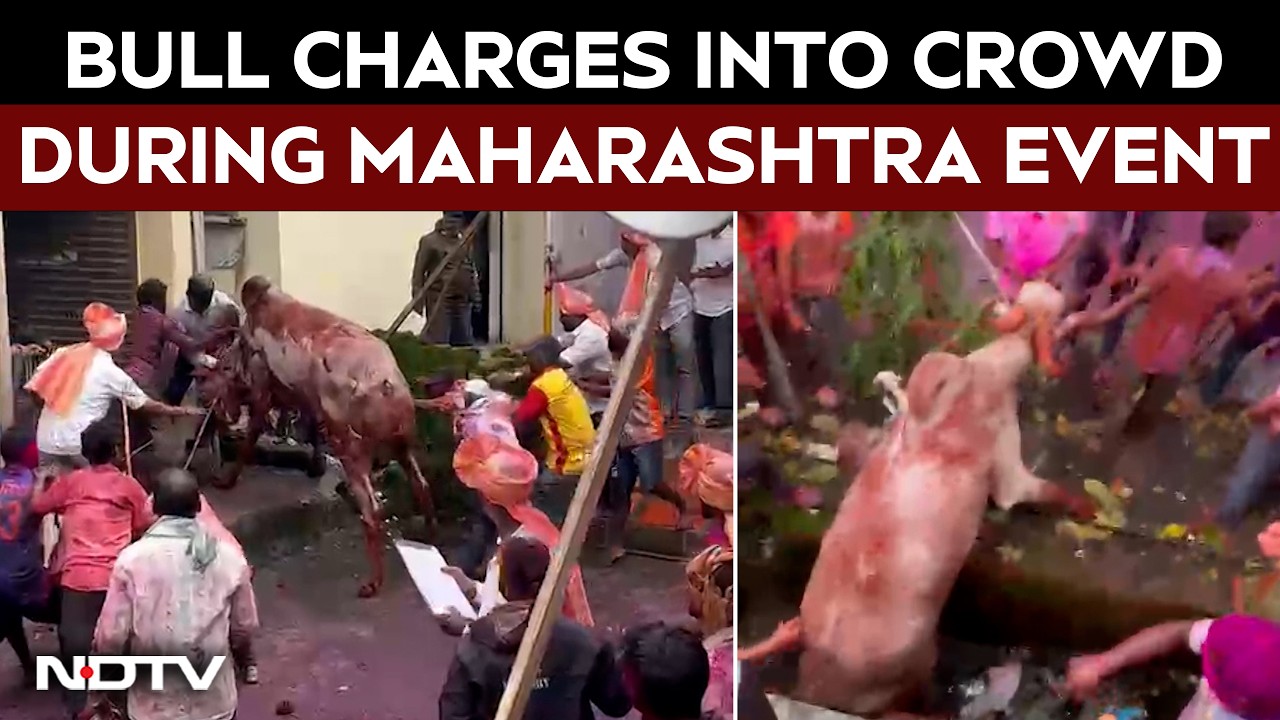 Maharashtra News | Bull Charges Into Crowd During Maharashtra Event, Six Hurt