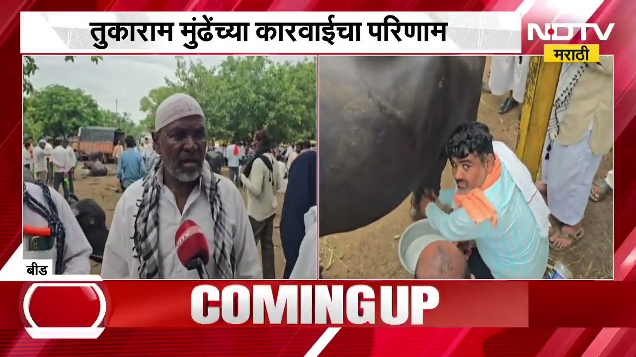 Beed News | जनावरांच्या वाढत्या भावामुळे पशुपालकांना दिलासा, बीडमधून NDTV मराठीचा रिपोर्ट