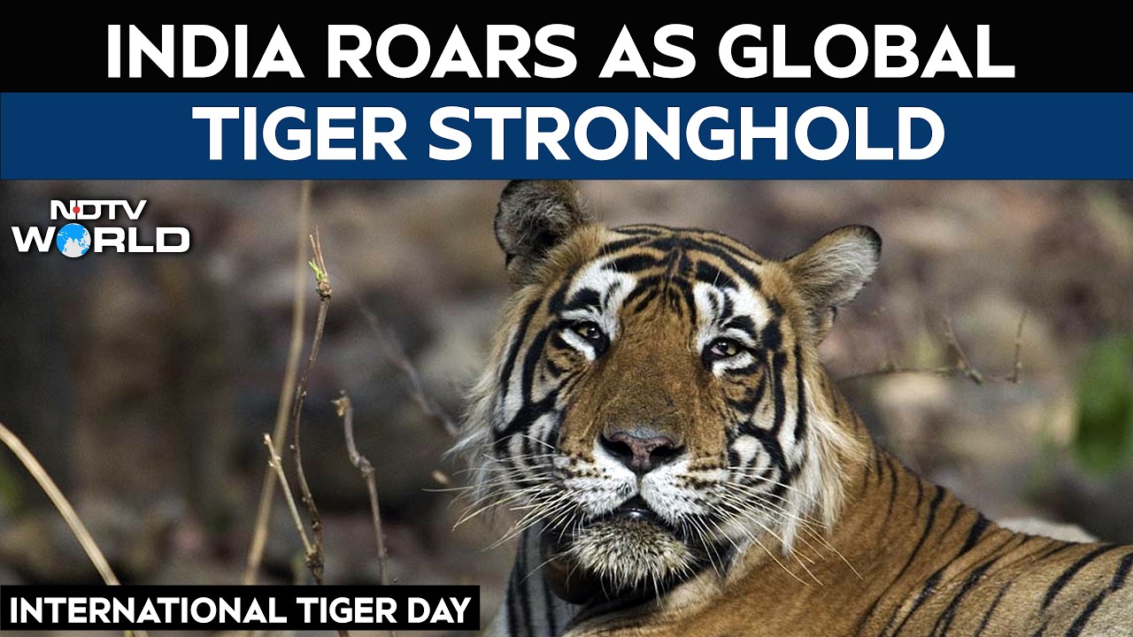 International Tiger Day: India Roars as Global Tiger Stronghold