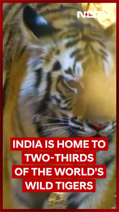 Tiger News | International Tiger Day: India Roars as Global Tiger Stronghold