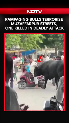 Rampaging Bulls Terrorise Muzaffarpur Streets, One Killed In Deadly Attack