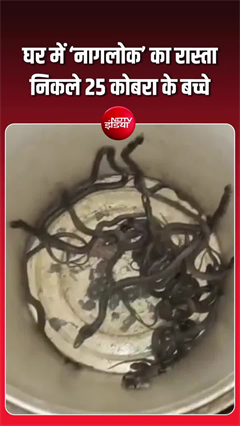 Video: घर में 25 कोबरा सांप, लोगों की अटकी सांसें!