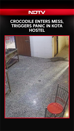 Kota: Crocodile Enters Hostel Mess Causing Panic Among Students In Hostel