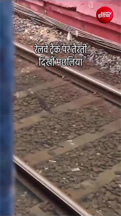 मुंबई में बारिश का कहर! रेलवे ट्रैक पर तैरती दिखीं मछलियां