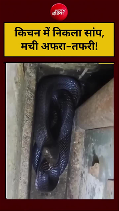 किचन में बैठा था कोबरा, सांप देख लोगों के फूले हाथ-पांव