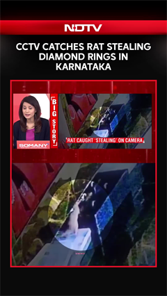 Karnataka's Most Unusual Jewel Thief: CCTV Catches Rat Stealing Diamond Rings
