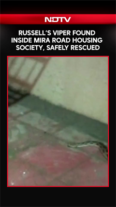 Venomous Russell&rsquo;s Viper Found Inside Mira Road Housing Society, Safely Rescued