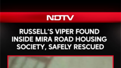 Venomous Russell&rsquo;s Viper Found Inside Mira Road Housing Society, Safely Rescued