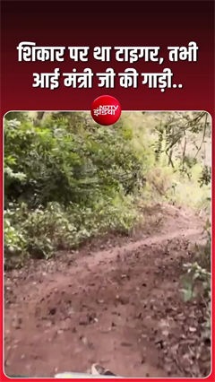 शिकार पर झपटने ही वाला था टाइगर, मंत्री की गाड़ी आई और चूक गया मौका