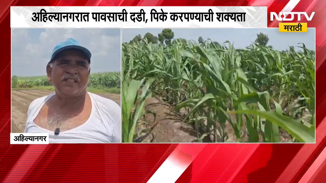 Ahilyanagar Rain Update | अहिल्यानगरात पावसाची दडी, पिके करपण्याची शक्यता | NDTV Marathi