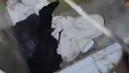 Seven-Foot Crocodile Found Inside Bathroom of Gujarat Home