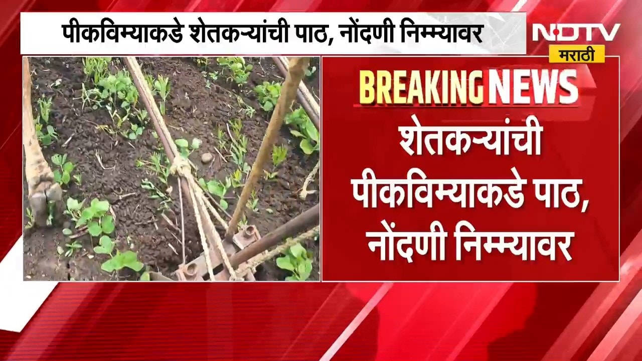 Crop Insurance Scheme | पीकविम्याकडे शेतकऱ्यांची पाठ, पीकविम्यासाठी 10 दिवसांची मुदतवाढ