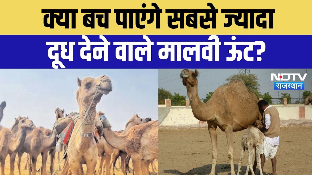 White Camel in Rajasthan: सफेद ऊंटों को बचाने की जंग! विलुप्ति की कगार पर मालवी नस्ल | Top News