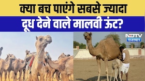 White Camel in Rajasthan: सफेद ऊंटों को बचाने की जंग! विलुप्ति की कगार पर मालवी नस्ल | Top News