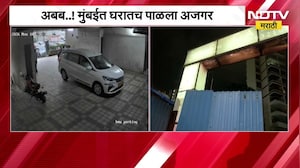 Andheri| गुंदवलीत घरात पाळला अजगर, वनविभागाची कारवाई, तस्करीचा होता प्लान? याचा पुढील तपास सुरु