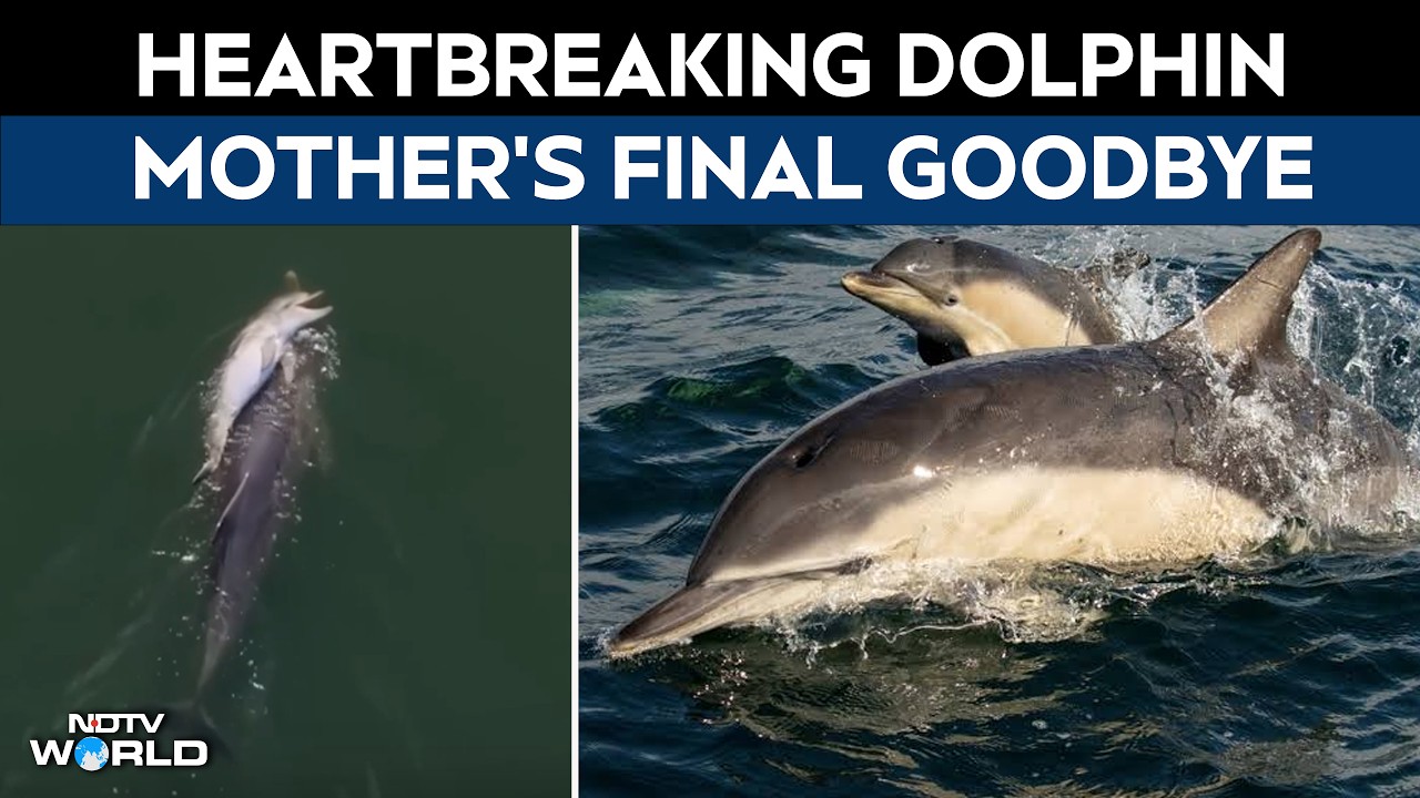 Video: Mother Dolphin Refuses To Let Dead Newborn Sink, Carries It For Days