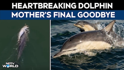 Video: Mother Dolphin Refuses To Let Dead Newborn Sink, Carries It For Days