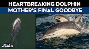 Video: Mother Dolphin Refuses To Let Dead Newborn Sink, Carries It For Days