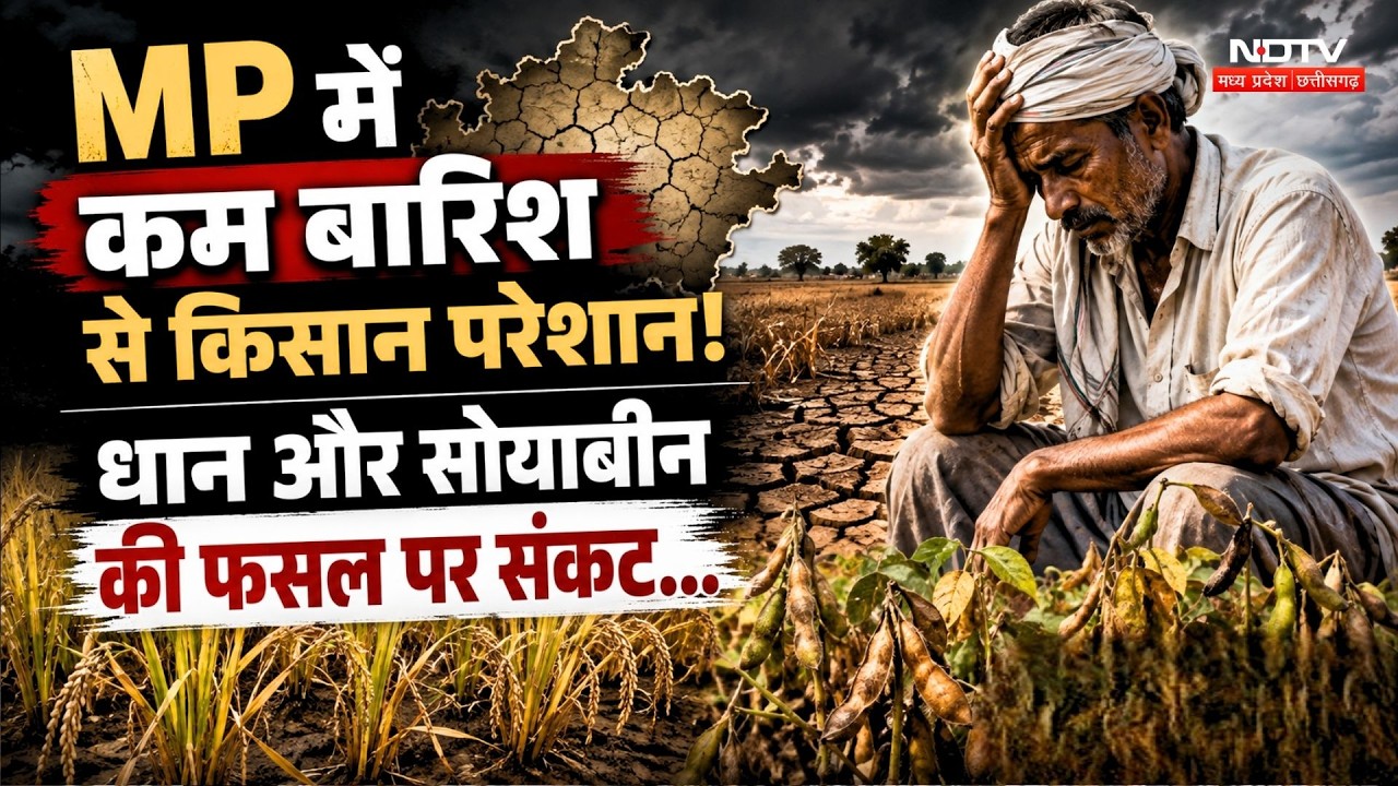 MP Monsoon News: MP में कम बारिश से किसान परेशान! Dhan और Soybean की फसल पर संकट