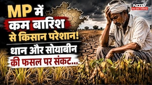 MP Monsoon News: MP में कम बारिश से किसान परेशान! Dhan और Soybean की फसल पर संकट