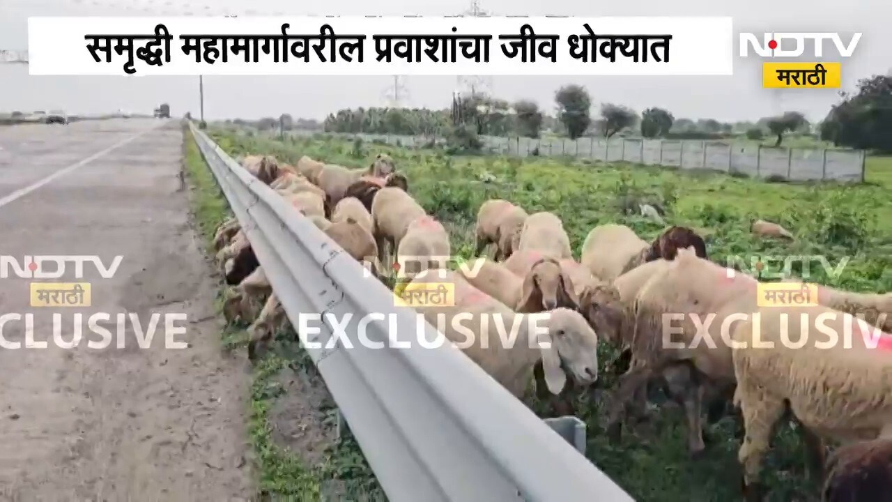 Samruddhi Highway | समृद्धी महामार्गावर थेट शेळ्यांचा वावर, प्रवाशांचा जीव धोक्यात | NDTV Marathi
