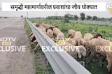 Samruddhi Highway | समृद्धी महामार्गावर थेट शेळ्यांचा वावर, प्रवाशांचा जीव धोक्यात | NDTV Marathi