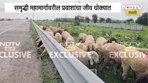 Samruddhi Highway | समृद्धी महामार्गावर थेट शेळ्यांचा वावर, प्रवाशांचा जीव धोक्यात | NDTV Marathi