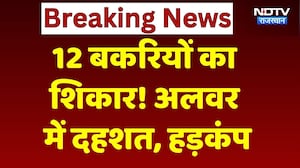 Alwar Wild Animal Attack: अलवर में जंगली जानवर ने 12 बकरियों का किया शिकार, हड़कंप | Rajasthan
