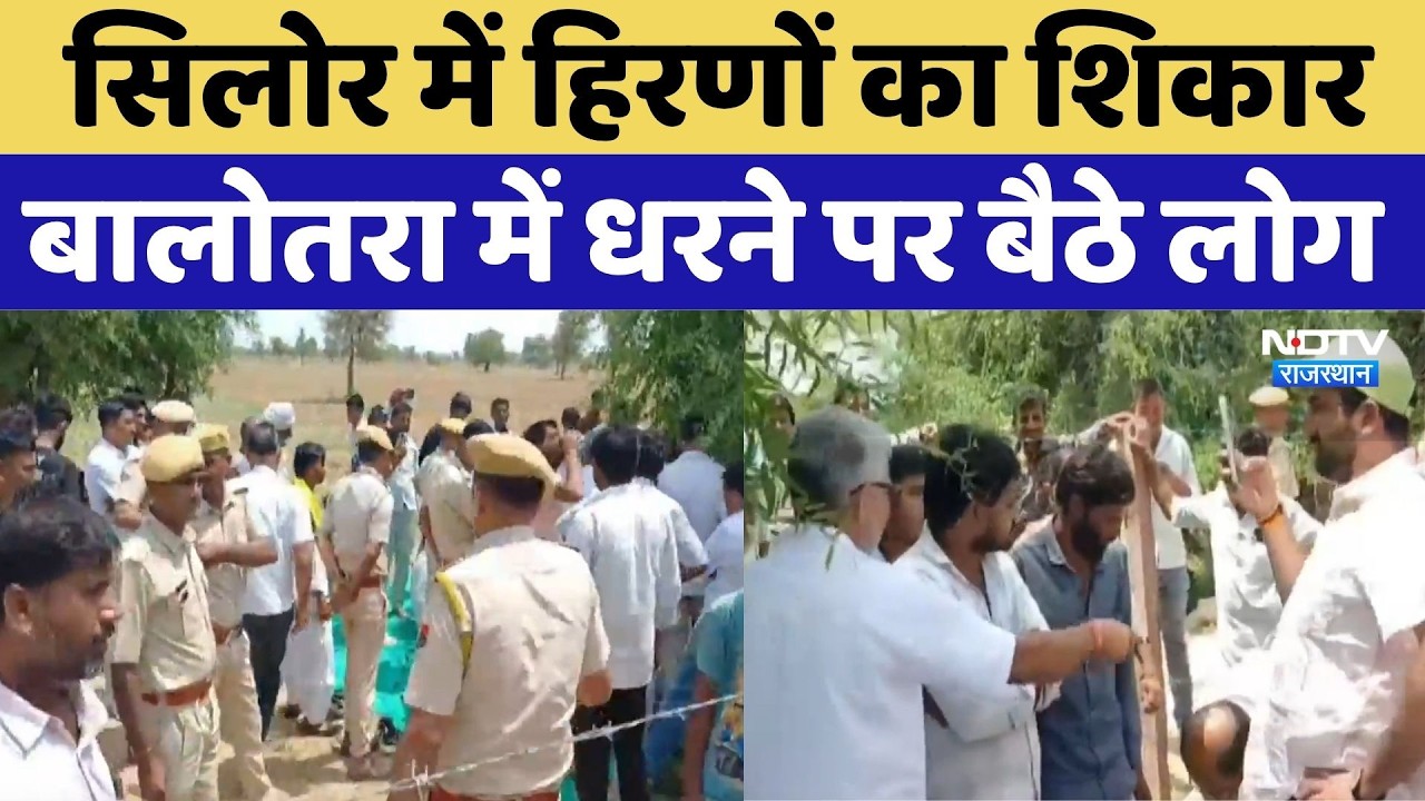 Silor Village Deer Hunting Protest: सिलोर में हिरणों का शिकार, बालोतरा में धरने पर लोग | Rajasthan
