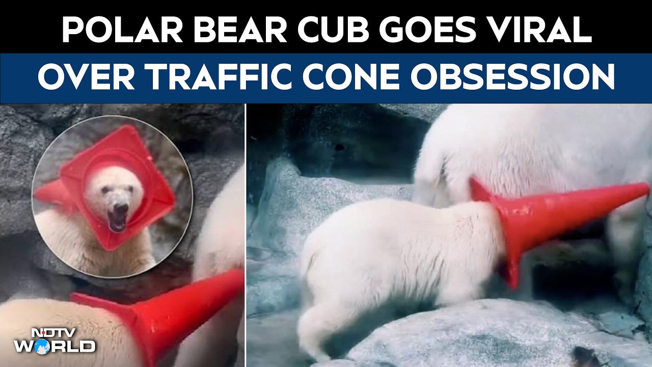 Japan News | Polar Bear Cub In Japan Goes Viral For Love Of Traffic Cones