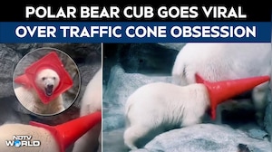 Japan News | Polar Bear Cub In Japan Goes Viral For Love Of Traffic Cones