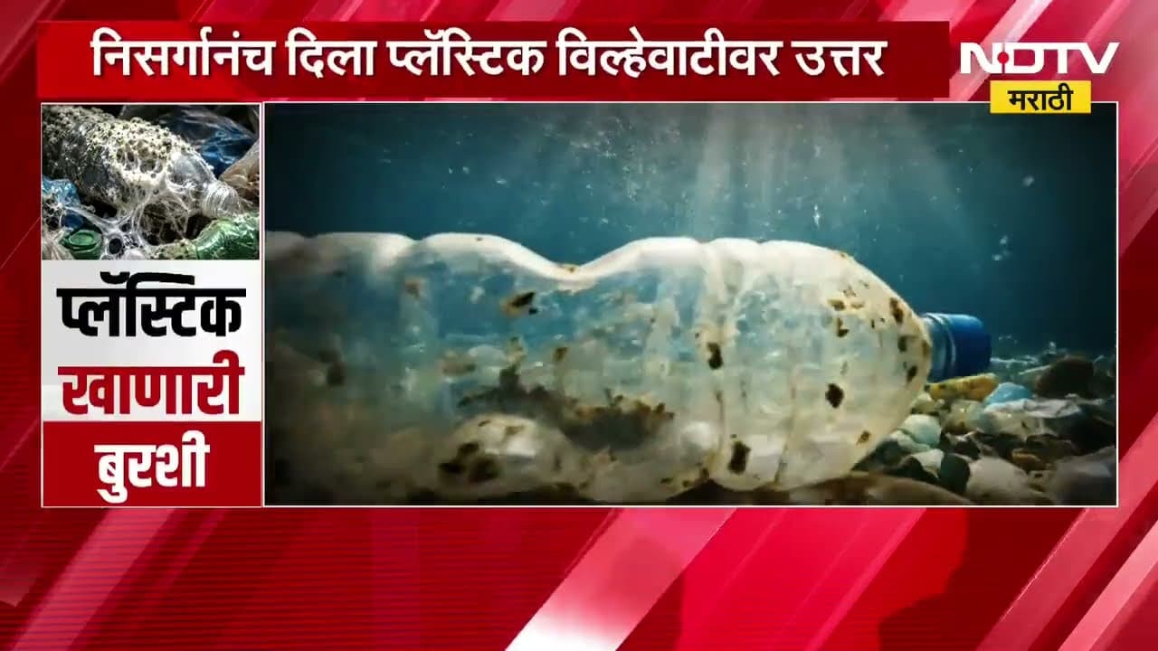 Special Report | प्लास्टिक खाणारी बुरशी, निसर्गानेच दिलं प्लास्टिक विल्हेवाटीवर उत्तर