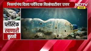 Special Report | प्लास्टिक खाणारी बुरशी, निसर्गानेच दिलं प्लास्टिक विल्हेवाटीवर उत्तर