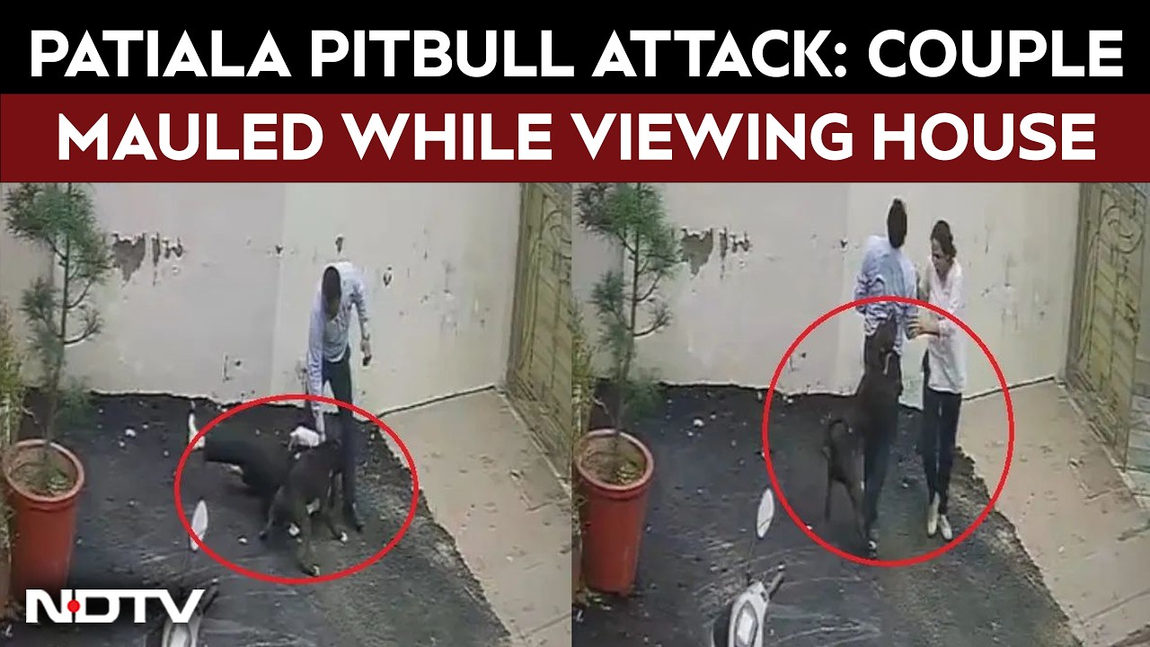 Punjab Viral Video | Patiala Pitbull Attack: Couple Mauled While Viewing House, Woman Critical