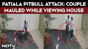 Punjab Viral Video | Patiala Pitbull Attack: Couple Mauled While Viewing House, Woman Critical