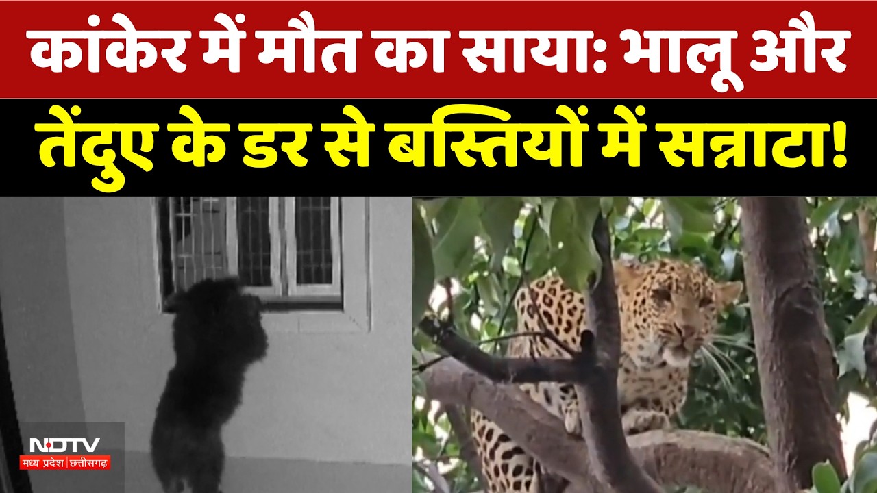 Kanker में Bear और Leopards के डर से बस्तियों में सन्नाटा! | Top News | Latest | Wild Animal Attack