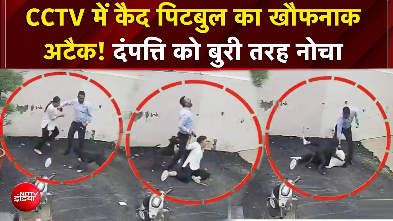 Pitbull Attack VIDEO: दंपत्ति पर झपट पड़ा पिटबुल, कई जगह नोचा, महिला गंभीर रूप से घायल