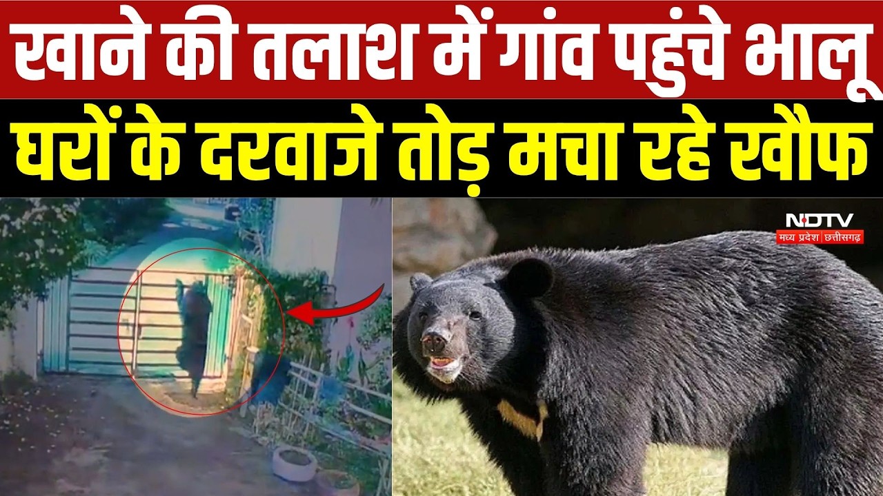 Kanker News: आधी रात घरों के दरवाजे तोड़ रहे भालू, दहशत में रात गुजार रहे ग्रामीण | CG | Bear Terror