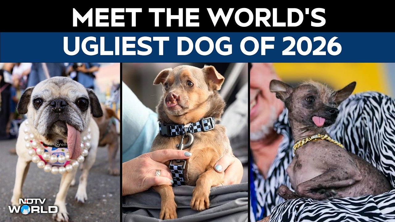 US News | Jinny Lu Wins World&rsquo;s Ugliest Dog Contest 2026, South Korea-Rescued Pug Takes Top Prize
