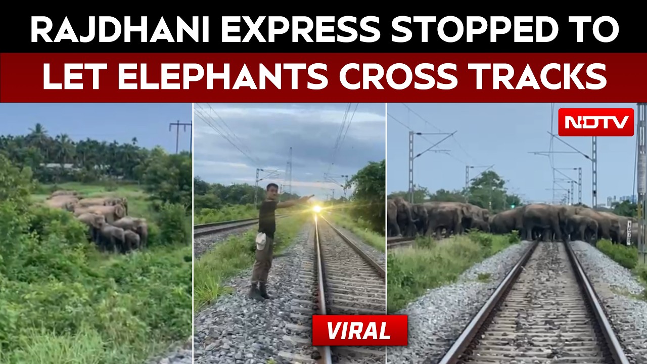 Elephant Herd Crosses Railway Track In Hojai, Rajdhani Express Halted Safely