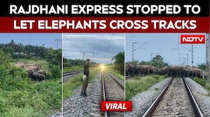 Elephant Herd Crosses Railway Track In Hojai, Rajdhani Express Halted Safely