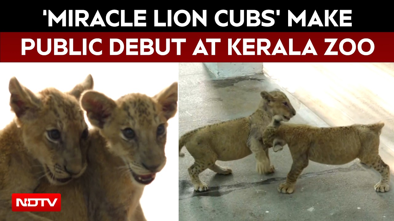 ‘Miracle Lion Cubs’ Simba And Soori Make Public Debut At Thiruvananthapuram Zoo