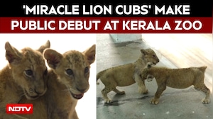 &lsquo;Miracle Lion Cubs&rsquo; Simba And Soori Make Public Debut At Thiruvananthapuram Zoo