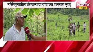 Wardha । वनविभागाच्या 40 कर्मचाऱ्यांकडून वर्ध्यात नरभक्षक वाघाचा शोध ।  NDTV मराठी