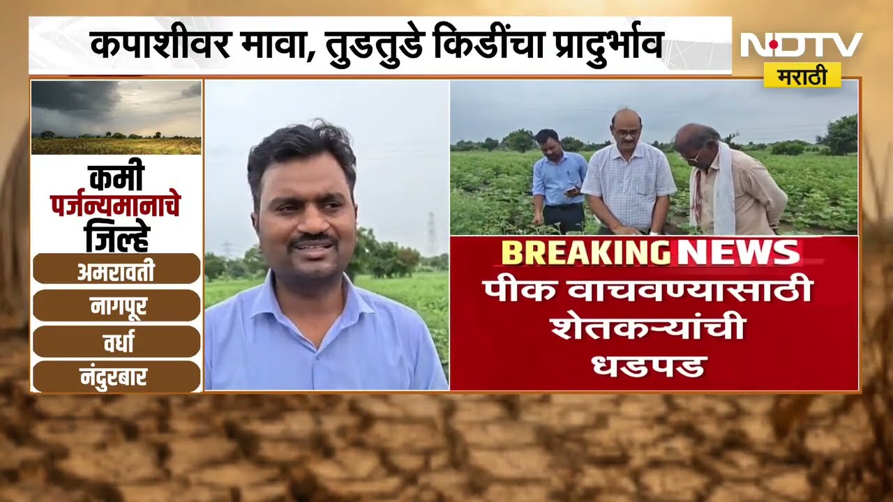 पावसानं टेन्शन वाढवलं, पीक वाचवण्यासाठी शेतकऱ्यांची धडपड | Rain | Farmers | NDTV मराठी