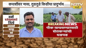 पावसानं टेन्शन वाढवलं, पीक वाचवण्यासाठी शेतकऱ्यांची धडपड | Rain | Farmers | NDTV मराठी