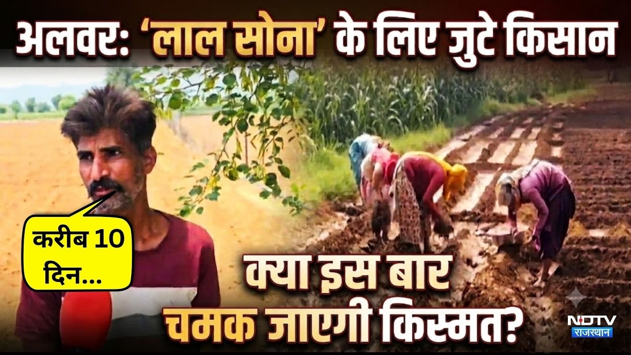 Alwar का 'Lal Sona':गर्मी में प्याज की बुआई में जुटे किसान | Red Onion | Onion Farming | Onion Price