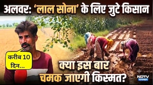 Alwar का 'Lal Sona':गर्मी में प्याज की बुआई में जुटे किसान | Red Onion | Onion Farming | Onion Price