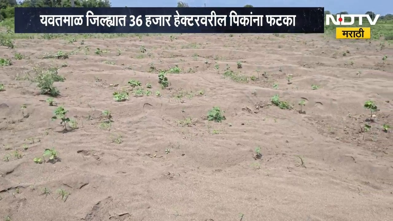 Yavatmal जिल्ह्यात 36 हजार हेक्टरवरील पिकांना फटका, नुकसान भरपाई देण्याची शेतकऱ्यांची मागणी